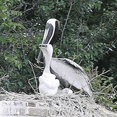 Baby Pelican Pictures
